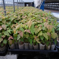 无纺织育苗袋与营养育苗袋的生产技术及机械设备概述