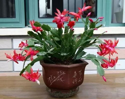 家居设计绿植摆放的7个要点 这样摆设才高大上