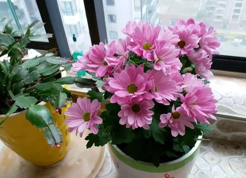 未来2个月新买的花要静养，牢记3点，个个都能养成精品