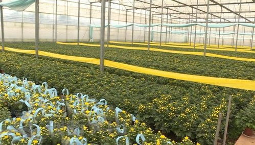辛巴助力砚山花卉产业，机械设备赋能美丽经济绽放